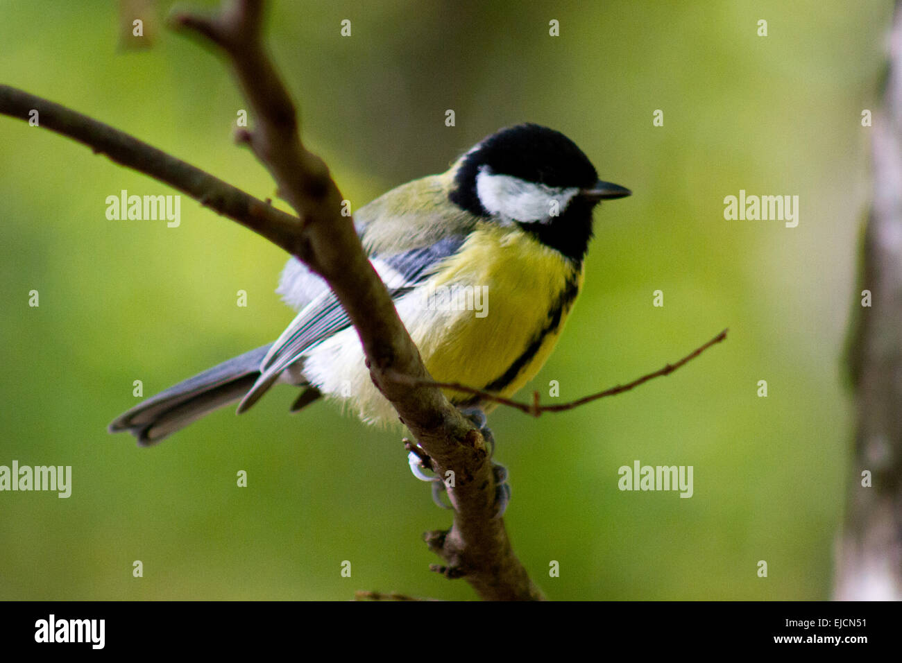 Cincia seduto su un ramo di albero Foto Stock