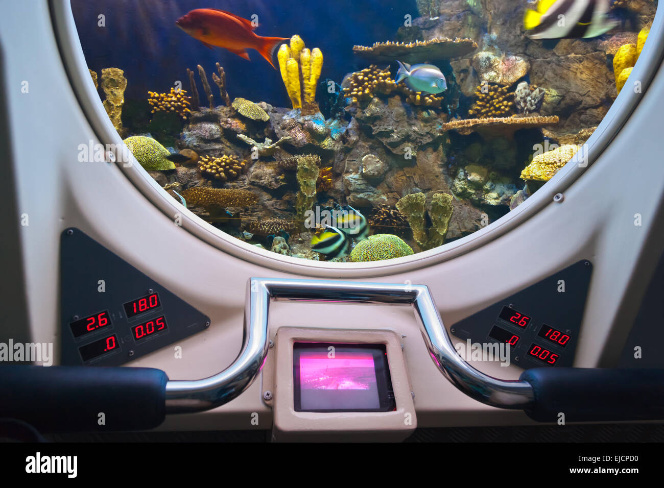 Pesci nella finestra sottomarino Foto Stock