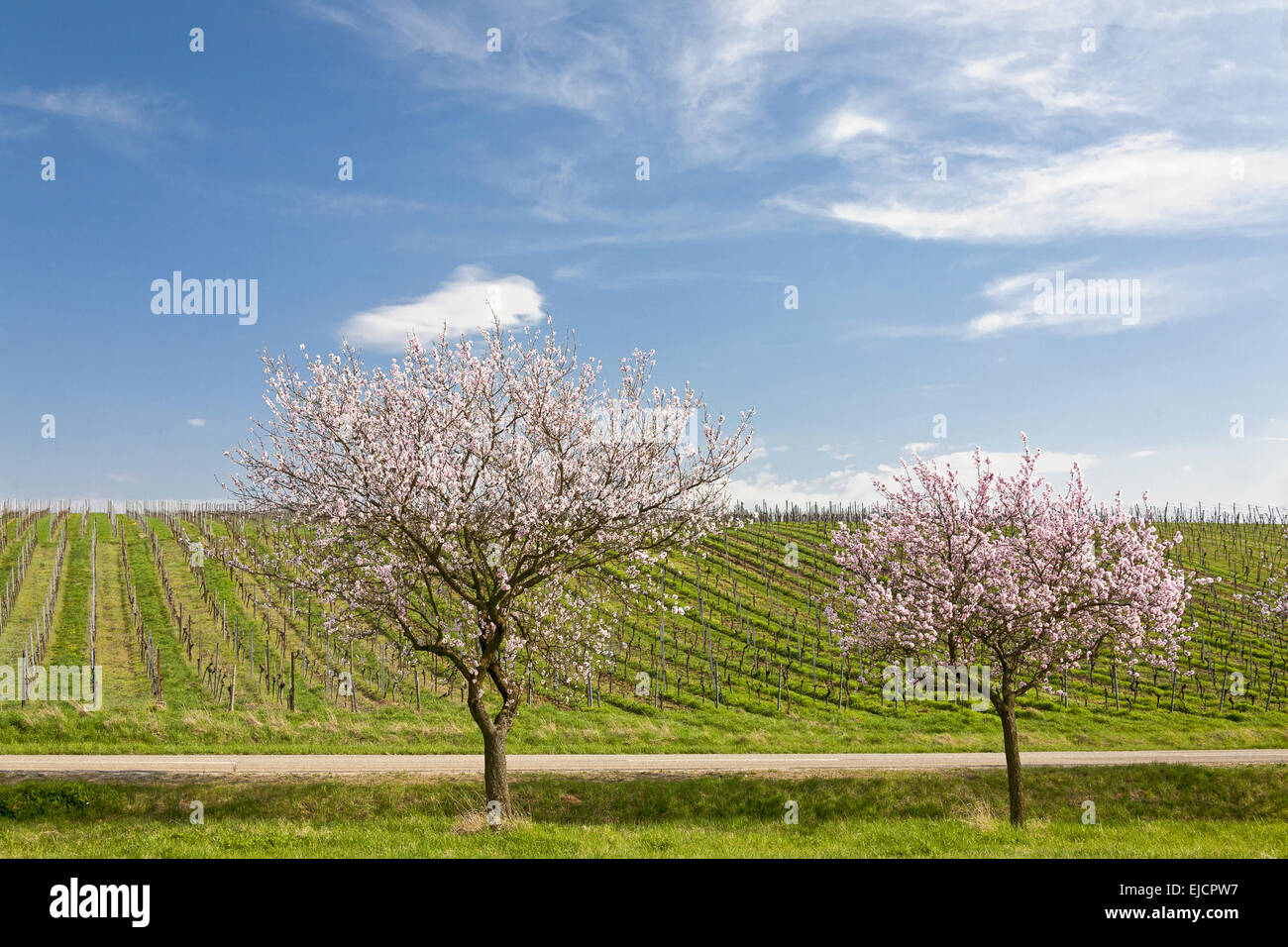 Almond Blossom nel sud del Palatinato Foto Stock