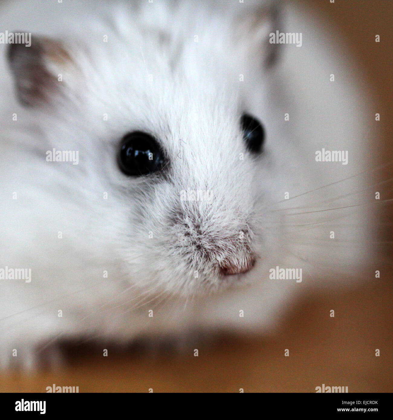 Siberiano criceto nano Foto Stock