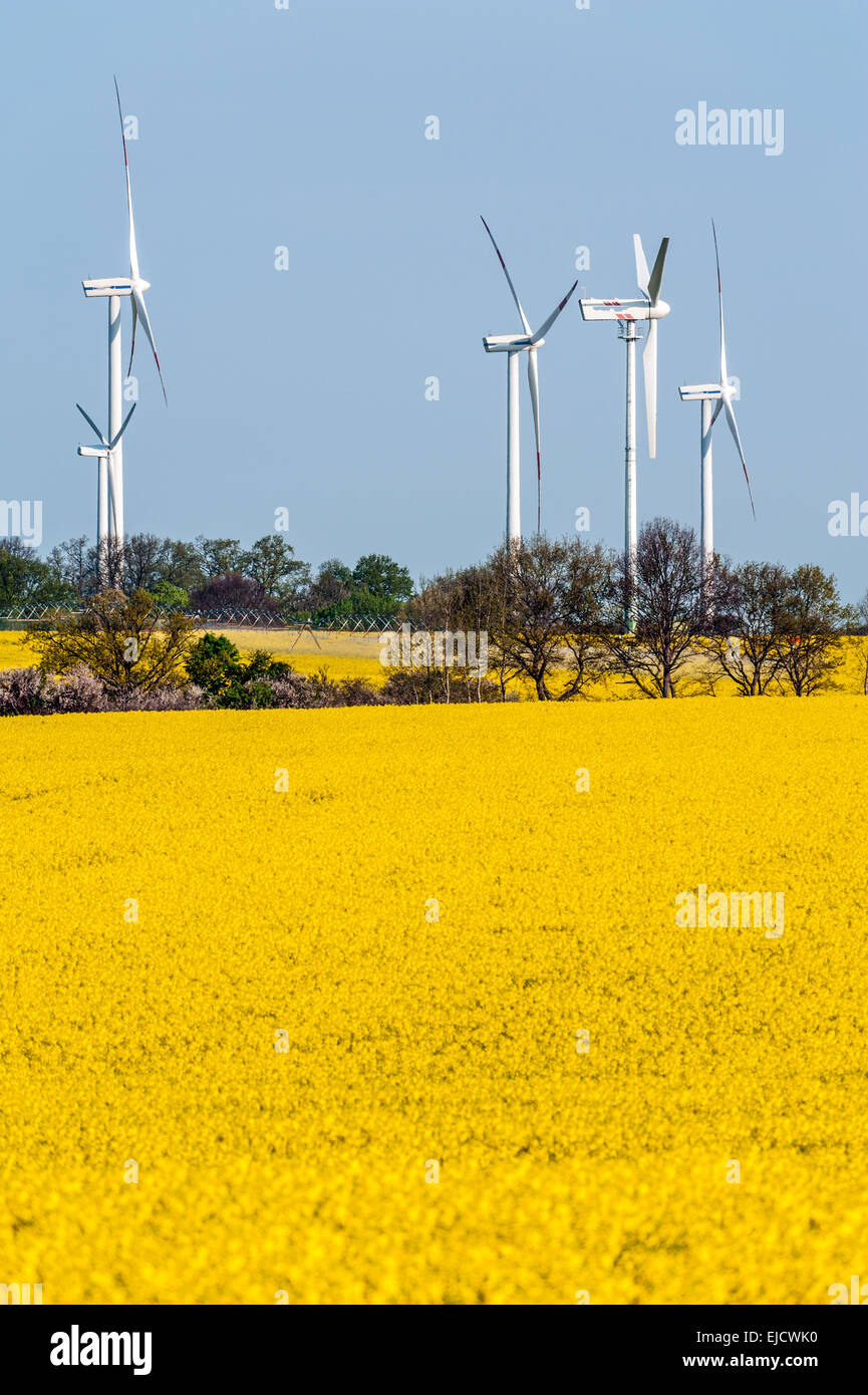 Le turbine eoliche e campo di colza Foto Stock