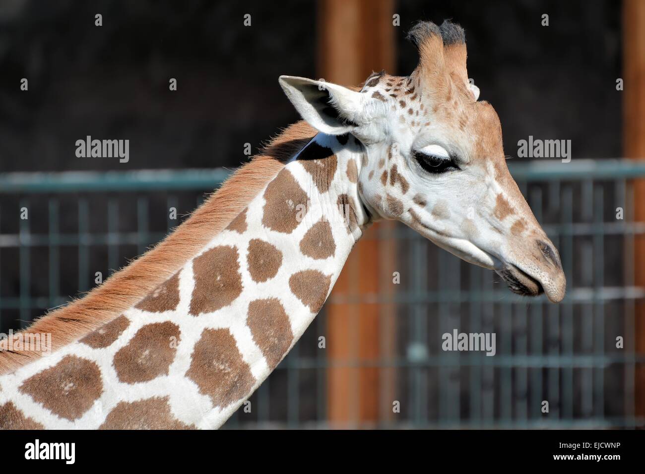 La giraffa in uno zoo Foto Stock