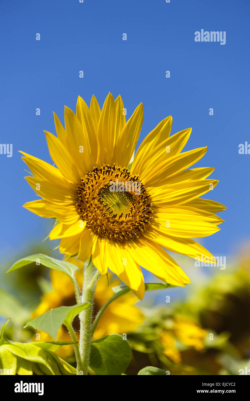 Girasole (Helianthus annuus) Foto Stock