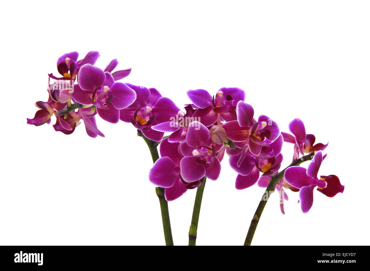 Orchidea (Orchidaceae Phalaenopsis) Foto Stock