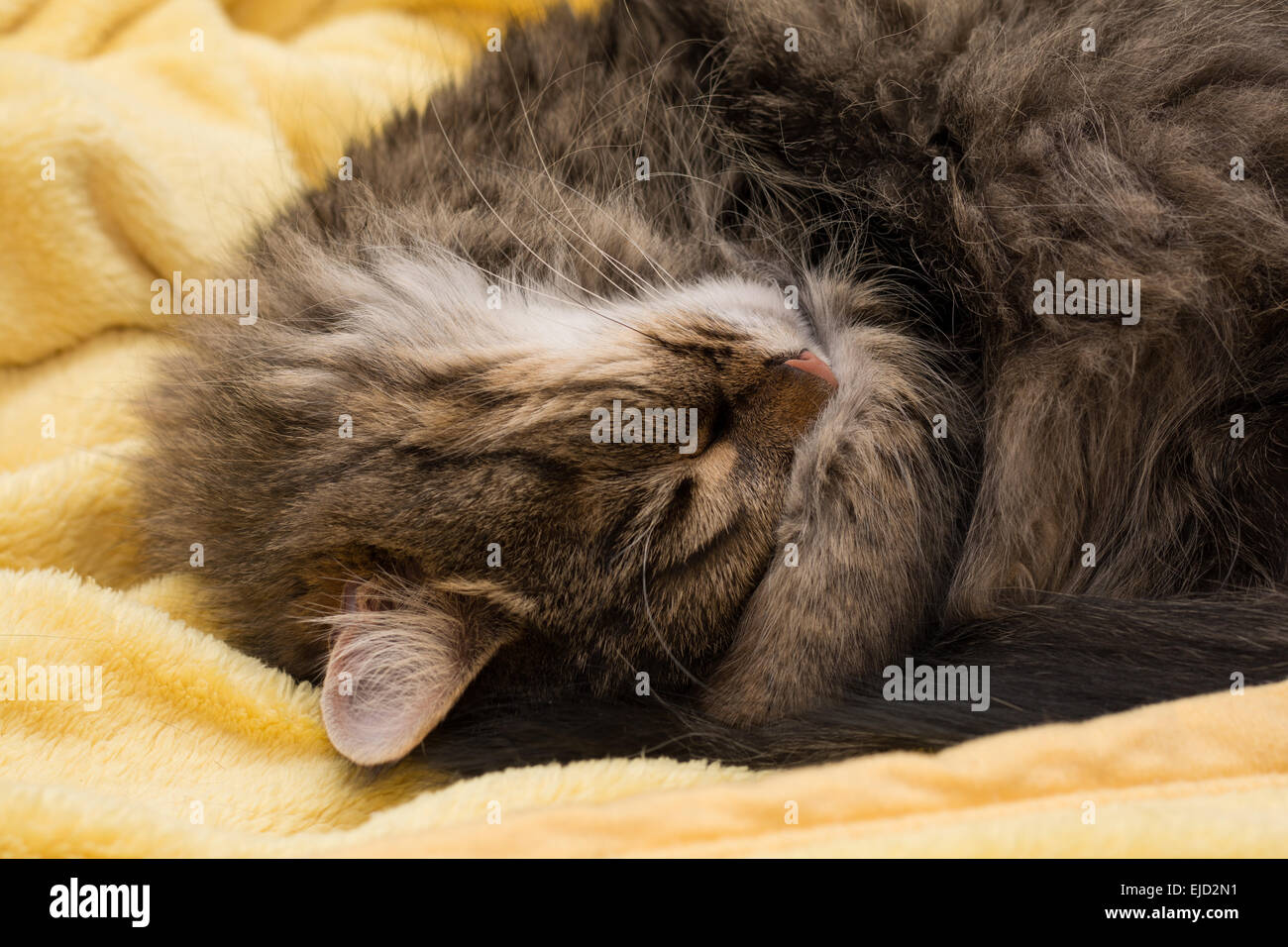 Piccolo animale gatto dorme in un morbido manto Foto Stock