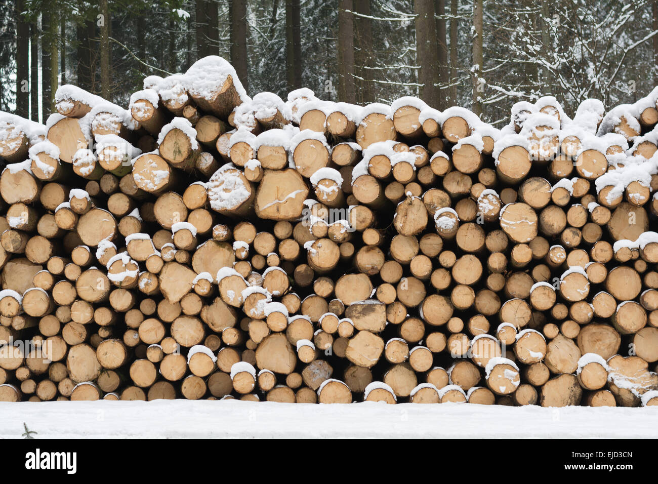 Appena tagliato alberi coperti di neve Foto Stock