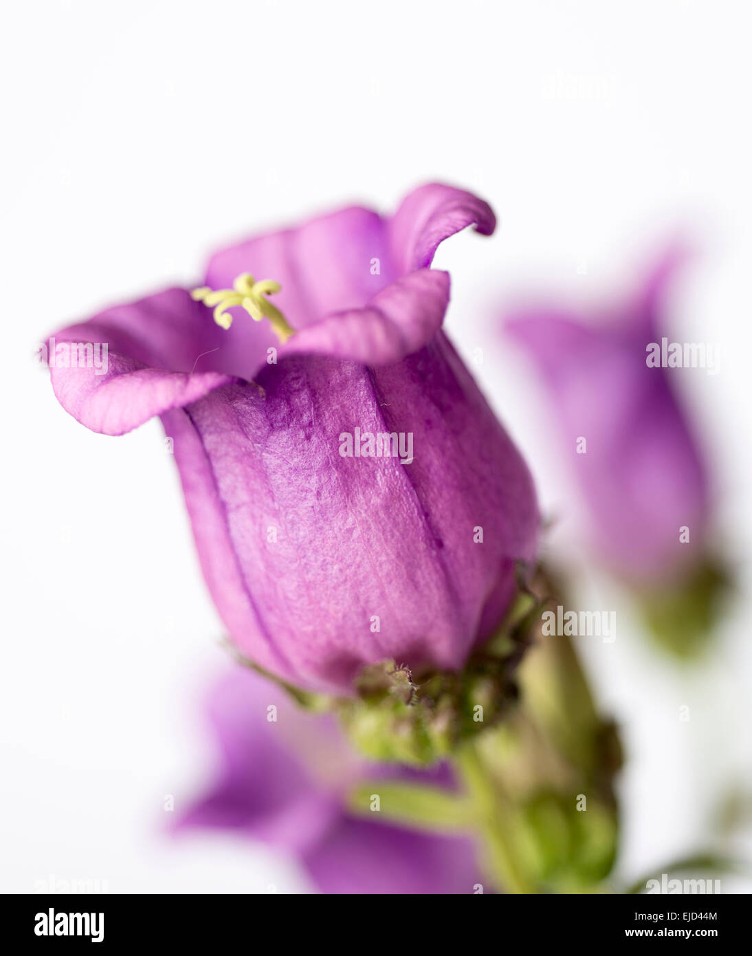 Fiori annuali Campanula, noto come la campanula o campane di Canterbury Foto Stock