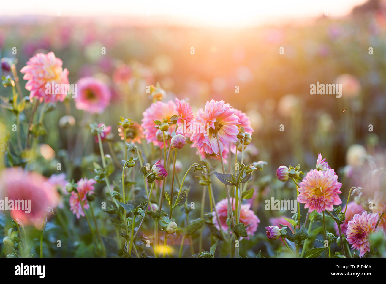 Dalie in crescita in campo con il tramonto dietro a fine estate Foto Stock