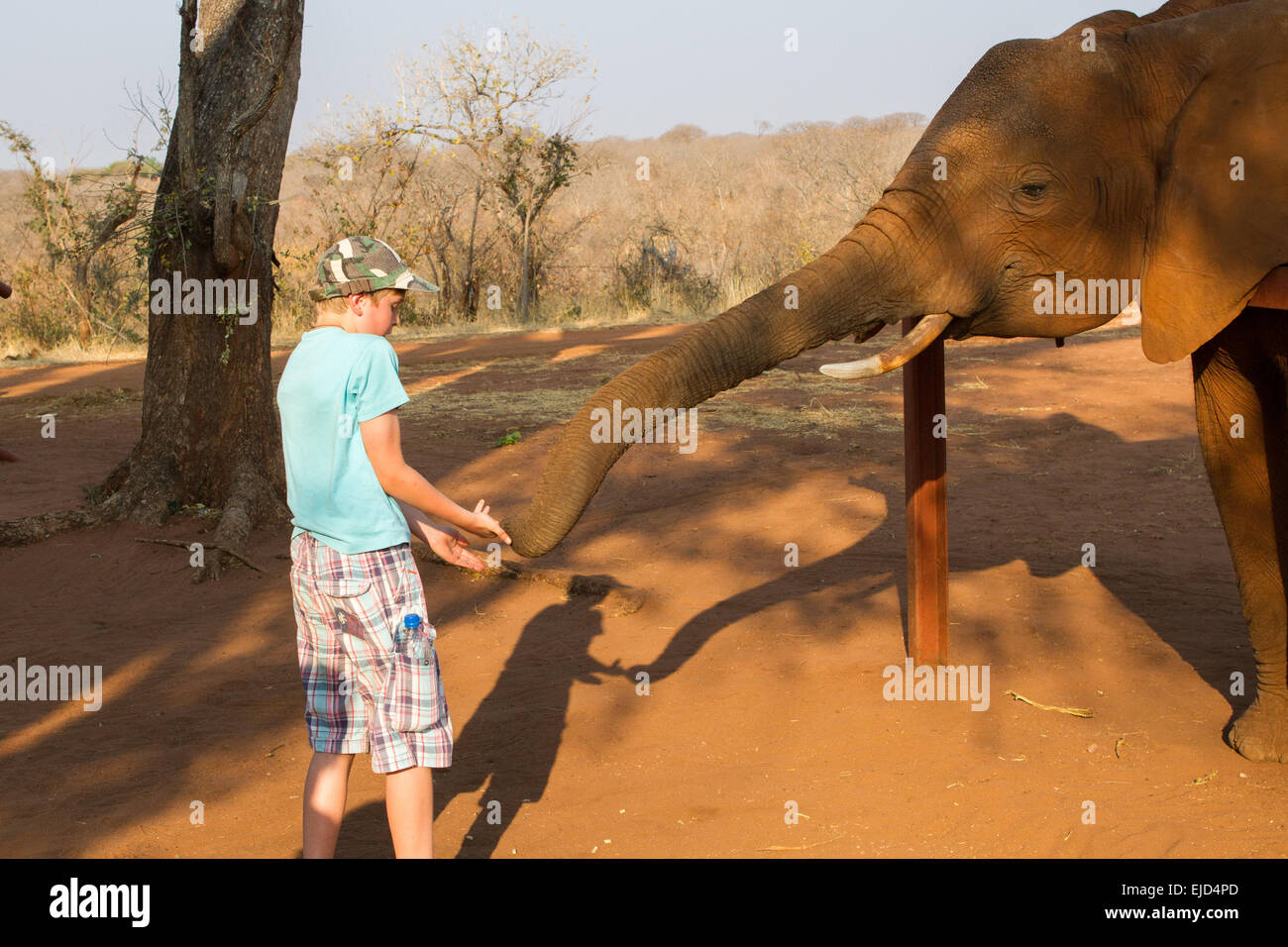Un ragazzo alimenta un elefante a un elefante centro equitazione in Africa Foto Stock