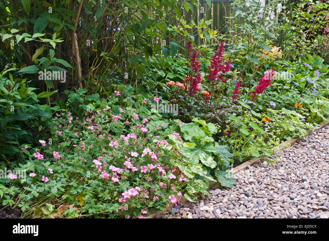 Dettaglio della bella mista confine erbacee contrastanti con arbusti e fiori, accanto al percorso di ciottoli, il giardino inglese estate Foto Stock
