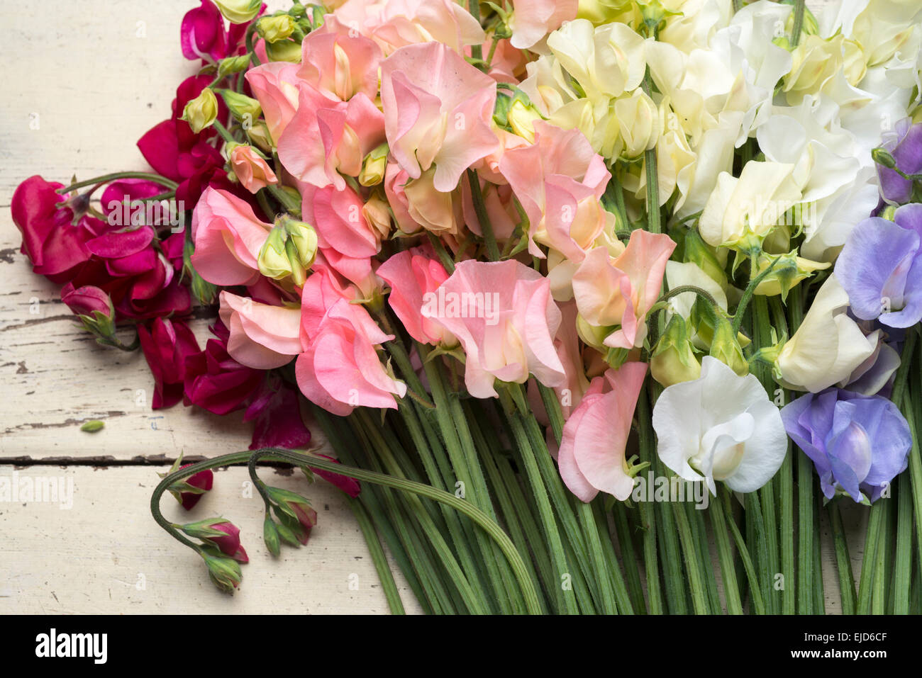 Piselli dolci Lathyrus odoratus Dynasty sole primaverile Peach sole primaverile Champagne Jilly supremo bianco inverno sole blu Foto Stock