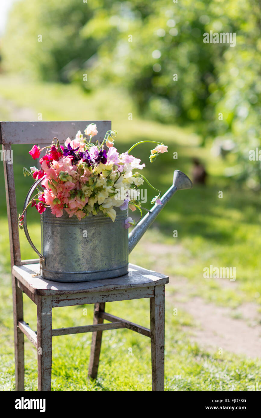 Piselli dolci, Lathyrus odoratus, nel contenitore Foto Stock