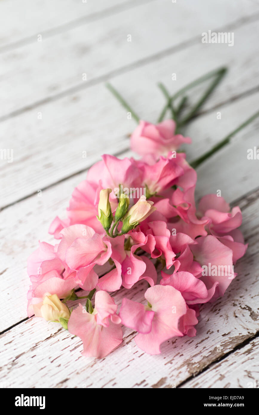 Pisello dolce (Lathyrus odoratus) Winter Sunshine Rosa Foto Stock