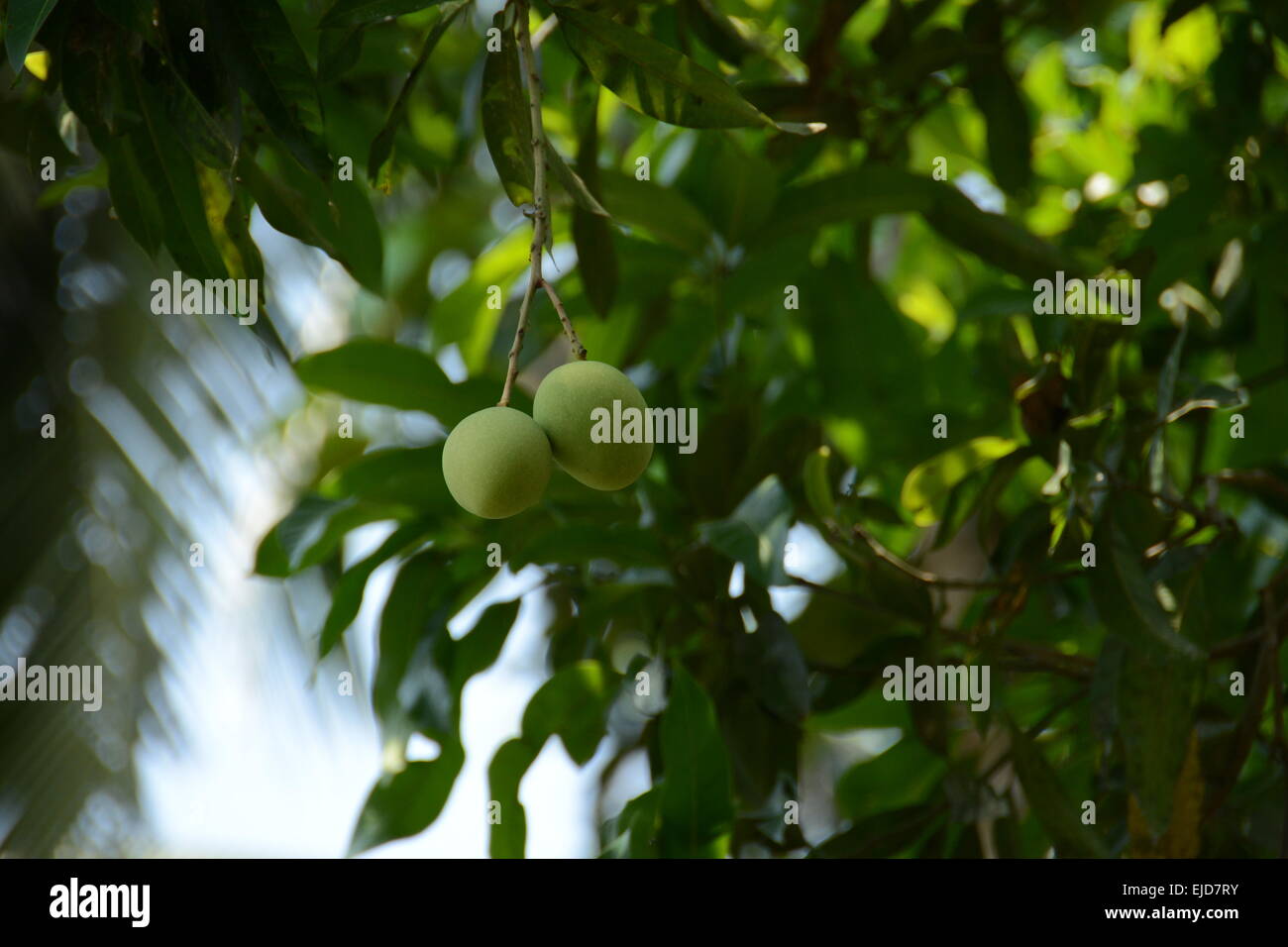 Piante verdi per un pianeta migliore Foto Stock