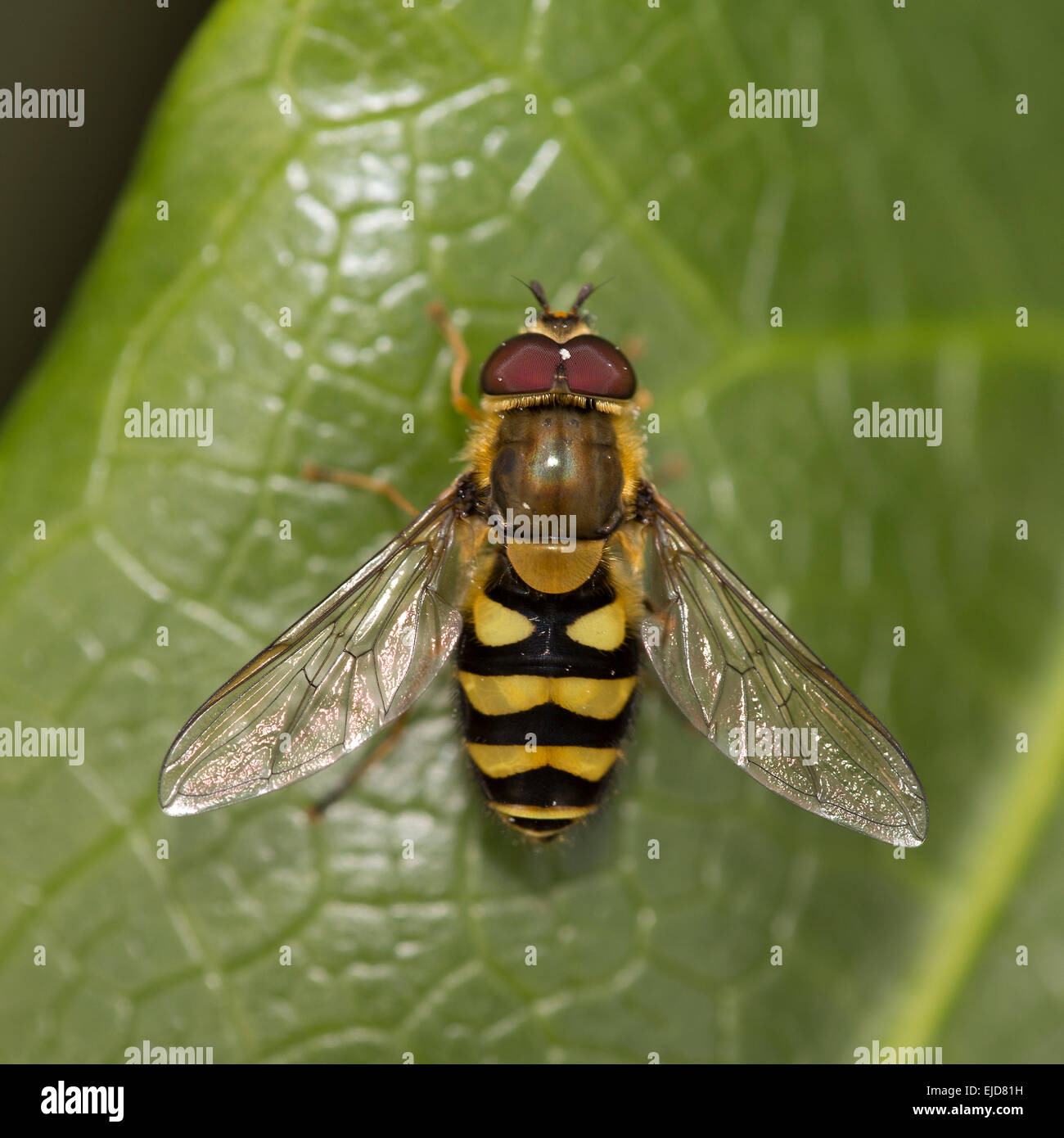 Un Hoverfly in appoggio al sole su una foglia, Cornwall, Inghilterra, Regno Unito. Foto Stock