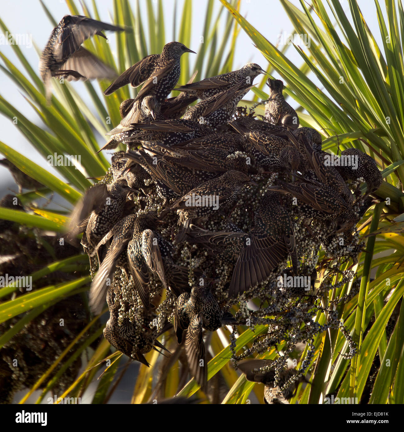 Una frenesia di storni sul Cornish frutti di palma, Penzance, Cornwall, Inghilterra, Regno Unito. Foto Stock