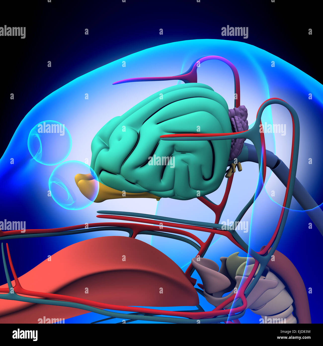 Cane anatomia cerebrale - Anatomia di un cane maschio cervello Foto Stock