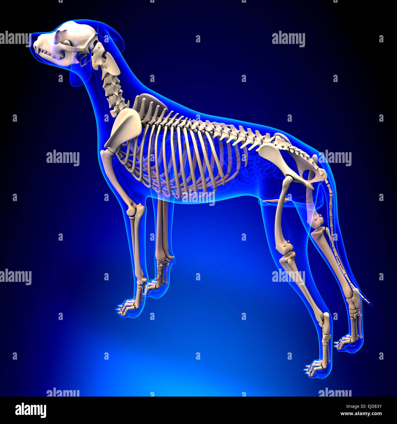 Lo scheletro del cane - Canis lupus Familiaris Anatomy - vista in prospettiva Foto Stock