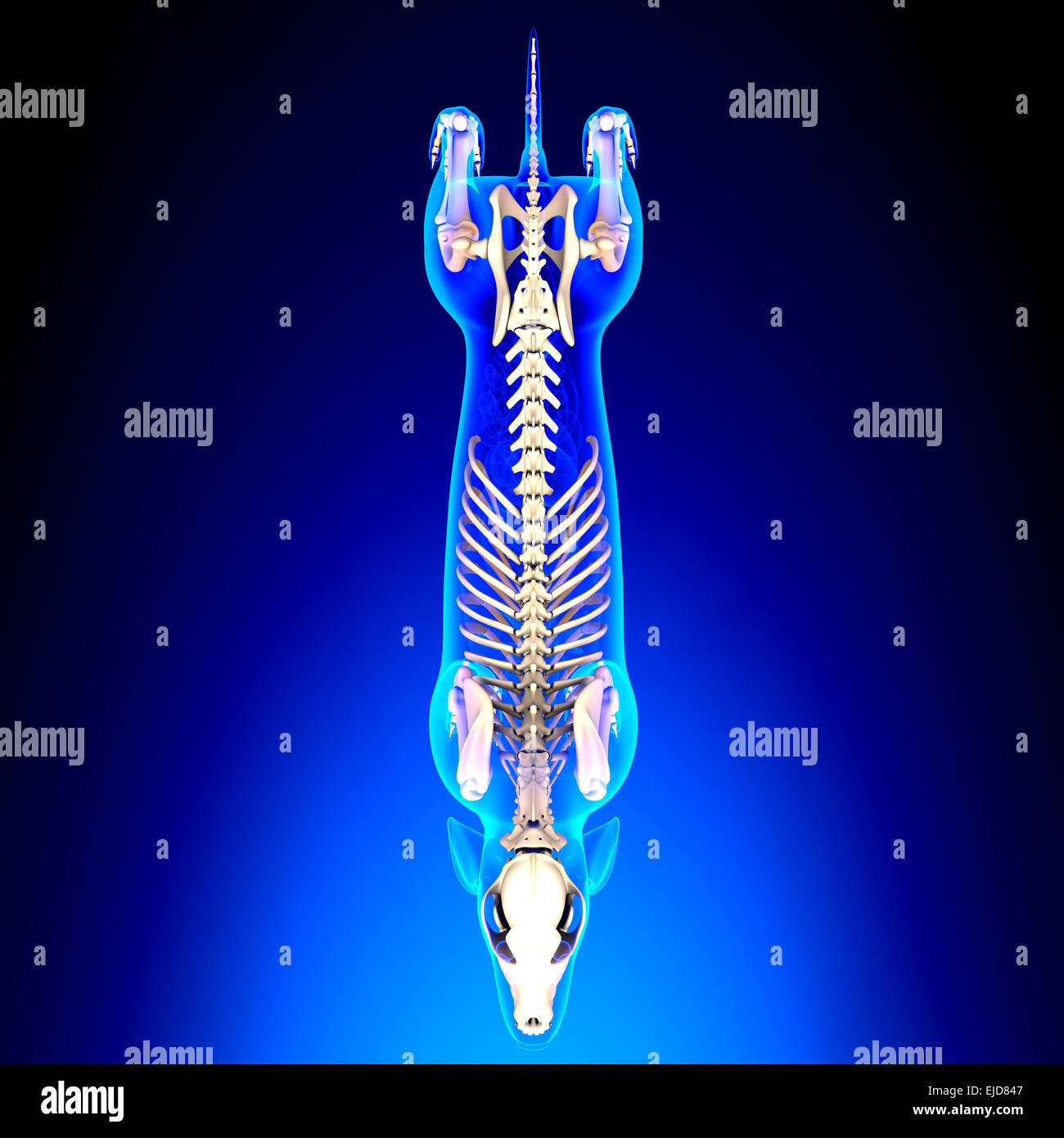 Lo scheletro del cane - Canis lupus Familiaris anatomia - vista superiore Foto Stock