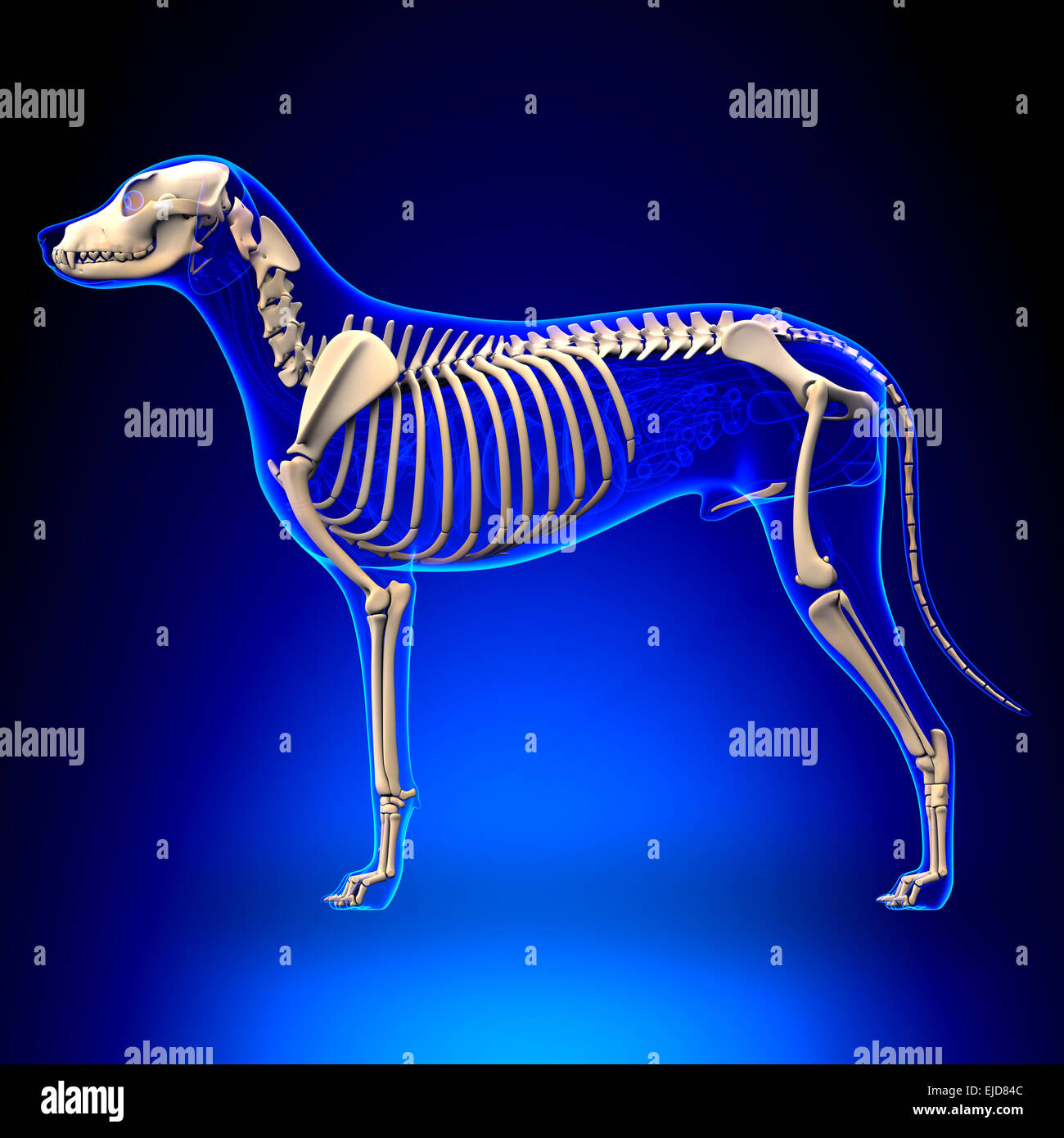 Lo scheletro del cane - Canis lupus Familiaris Anatomy - Vista laterale Foto Stock