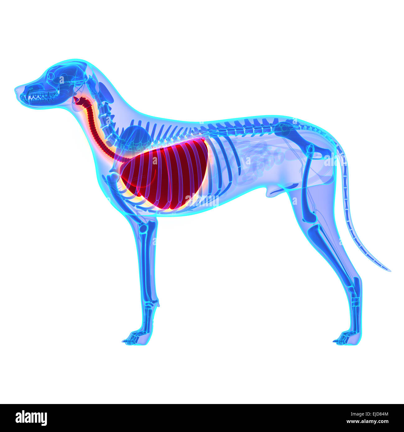 Torace del cane / polmoni anatomia - Canis lupus Familiaris anatomia - isolato su bianco Foto Stock