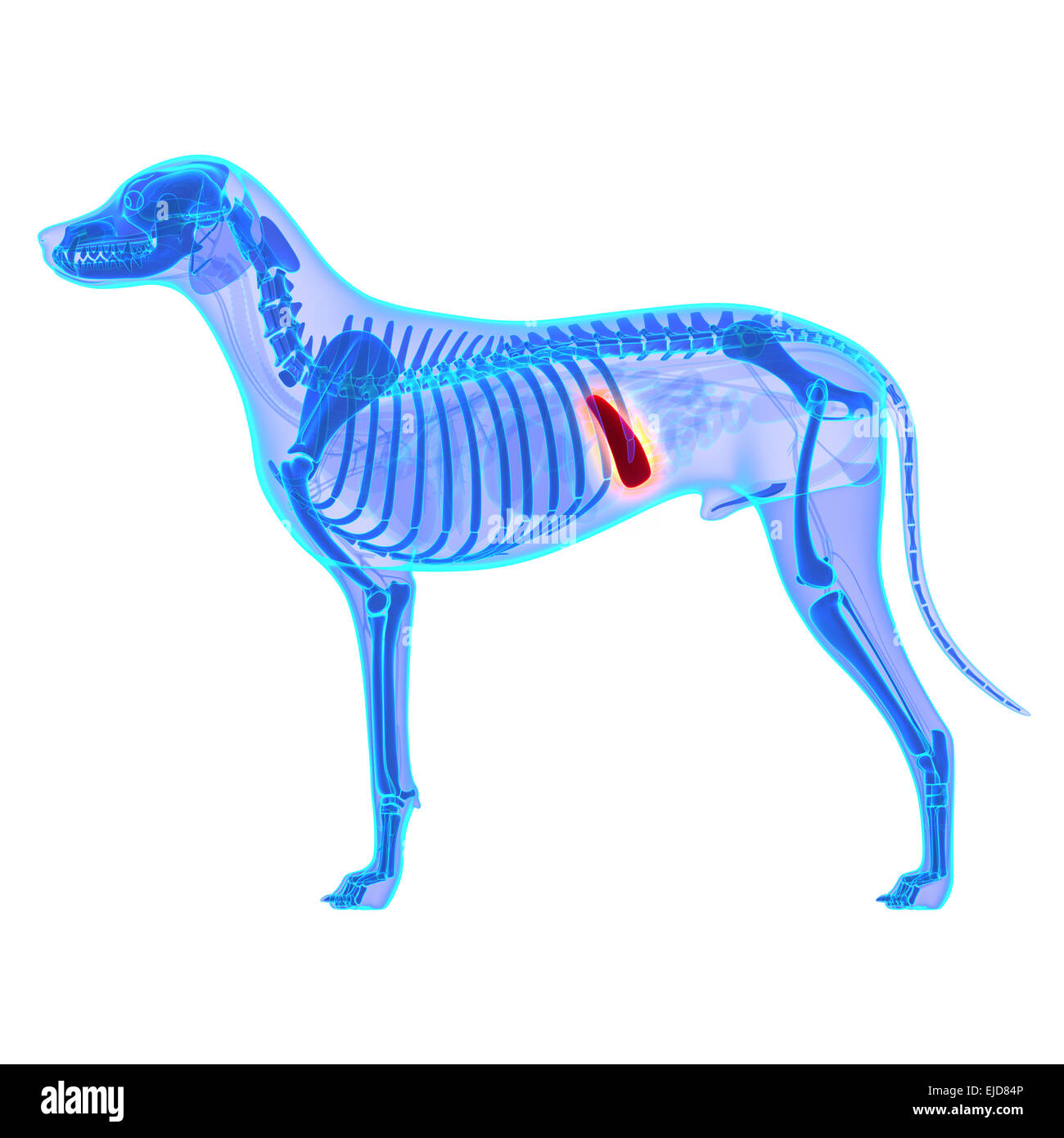 Cane milza - Canis lupus Familiaris anatomia - isolato su bianco Foto Stock