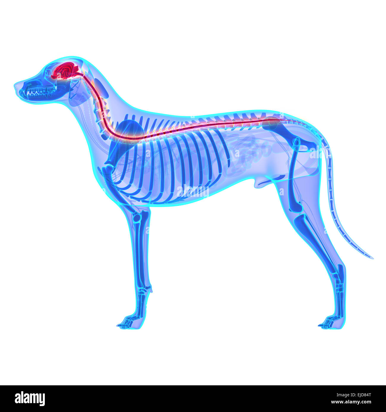 Il cane del sistema nervoso - Canis lupus Familiaris anatomia - isolato su bianco Foto Stock