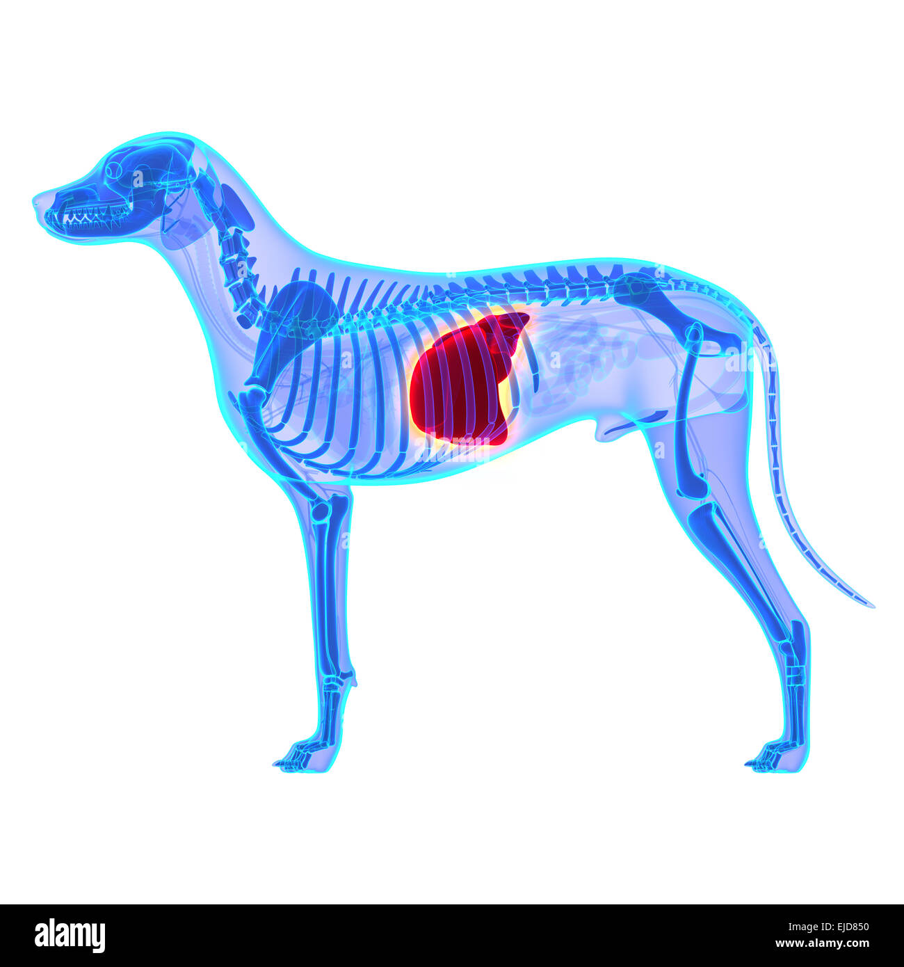 Dog Fegato - Canis lupus Familiaris anatomia - isolato su bianco Foto Stock