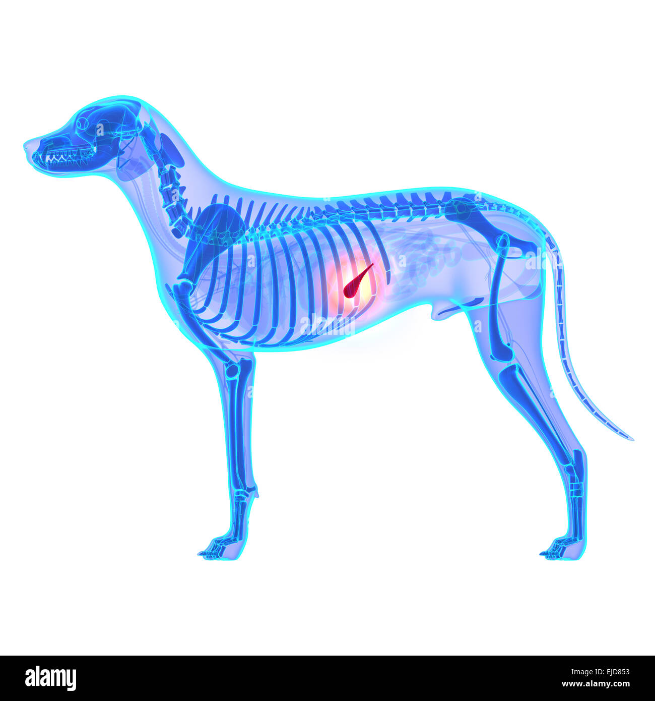 Cane Pancreas - Canis lupus Familiaris anatomia - isolato su bianco Foto Stock