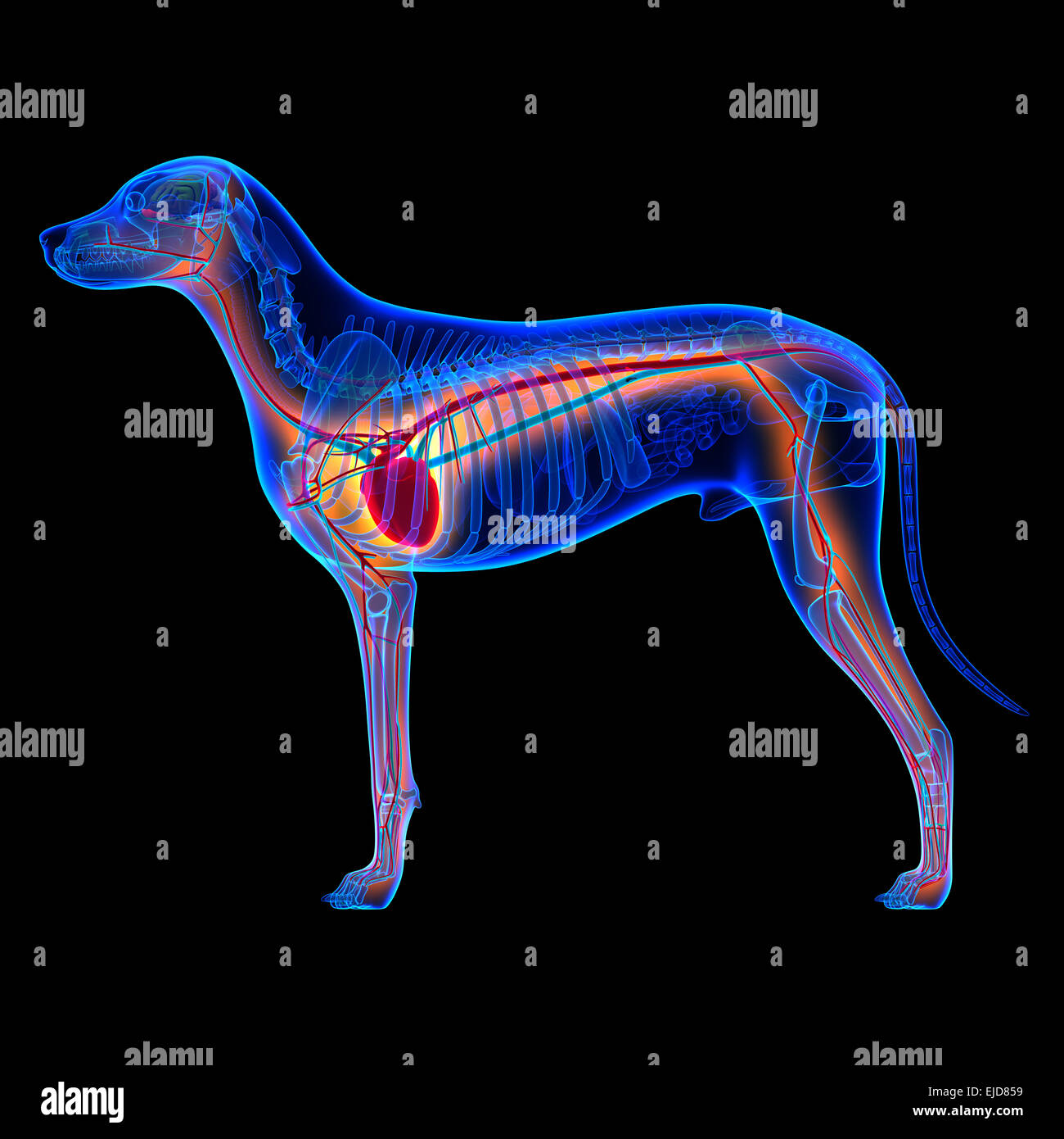 Cuore di cane - Anatomia del sistema circolatorio isolato su nero Foto Stock