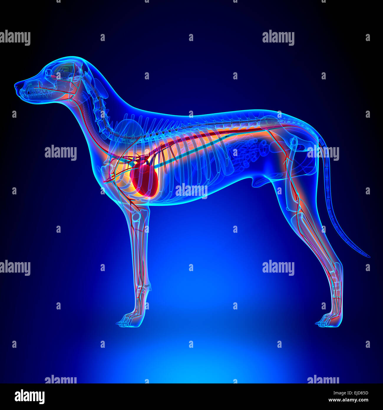 Cuore di cane - Anatomia del sistema circolatorio Foto Stock