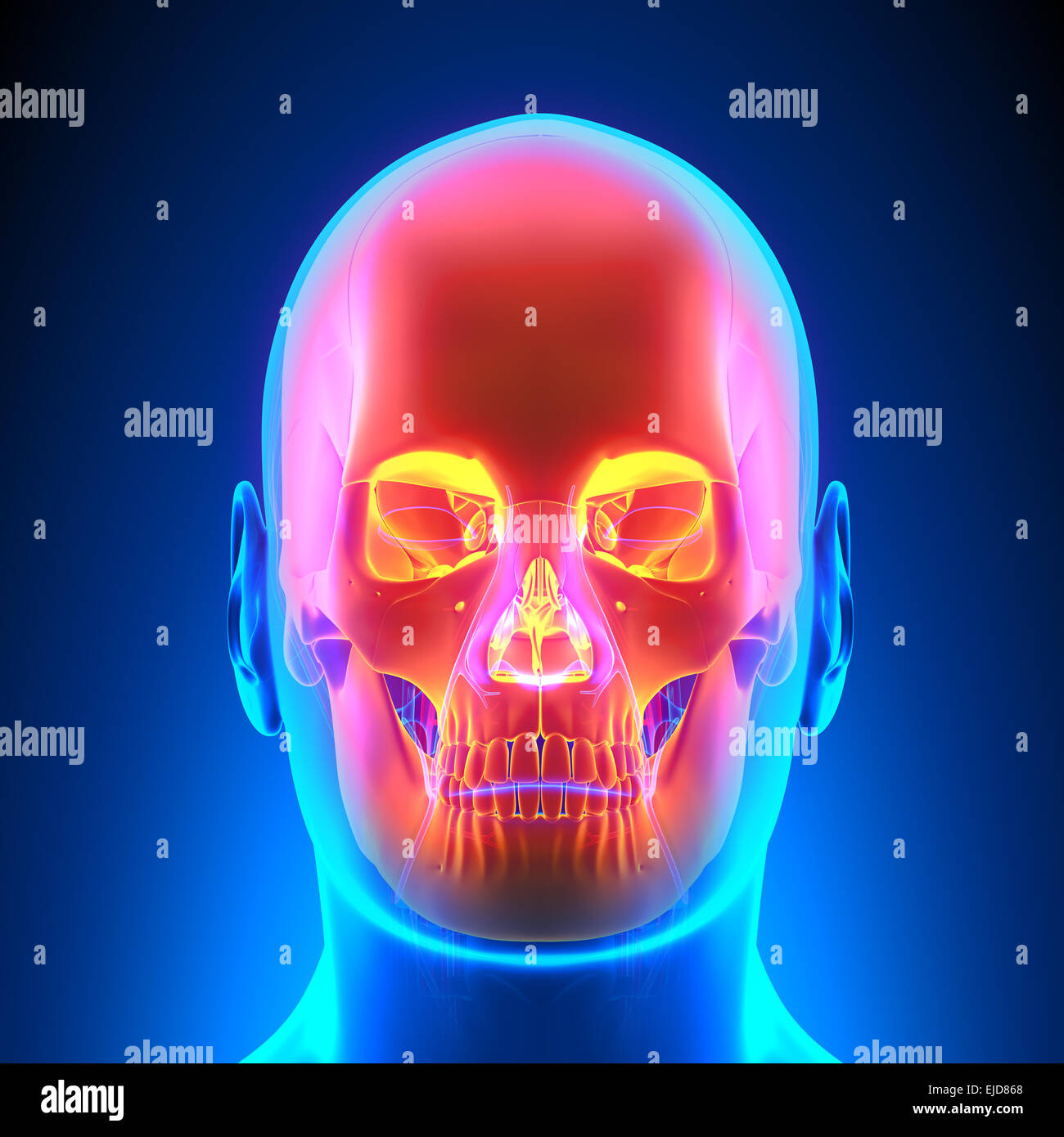 Anatomia del cranio con sistema circolatorio Foto Stock