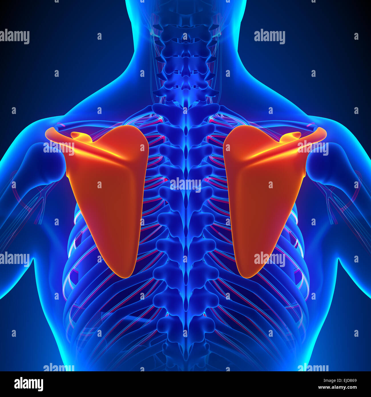 Scapola anatomia ossea con sistema circolatorio Foto Stock