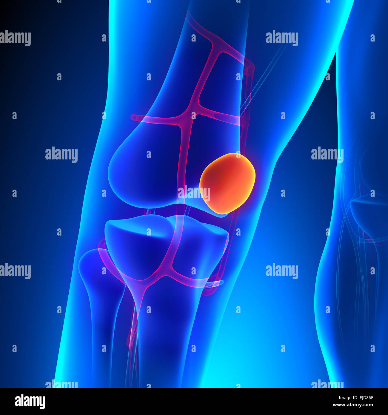 Anatomia della rotula ginocchio osso con sistema Ciculatory Foto Stock