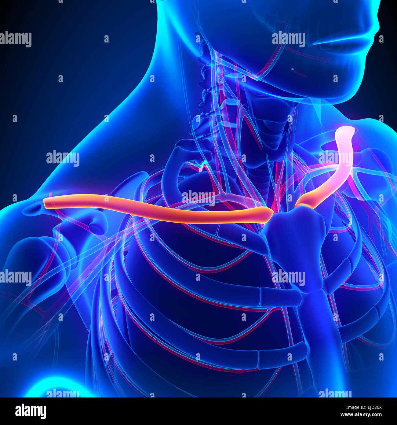 Clavicola anatomia ossea con sistema circolatorio Foto Stock