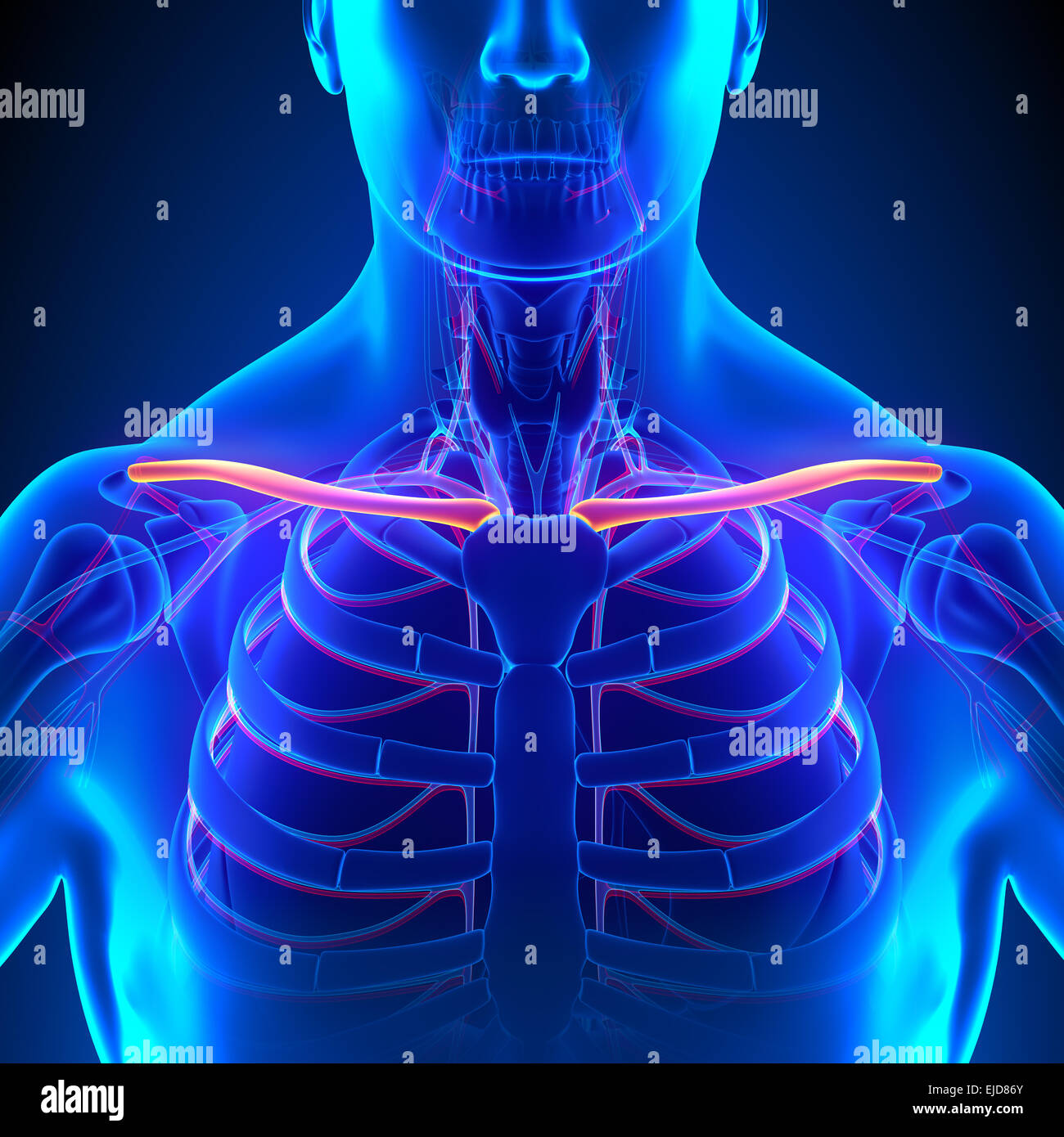 Clavicola anatomia ossea con sistema circolatorio Foto Stock