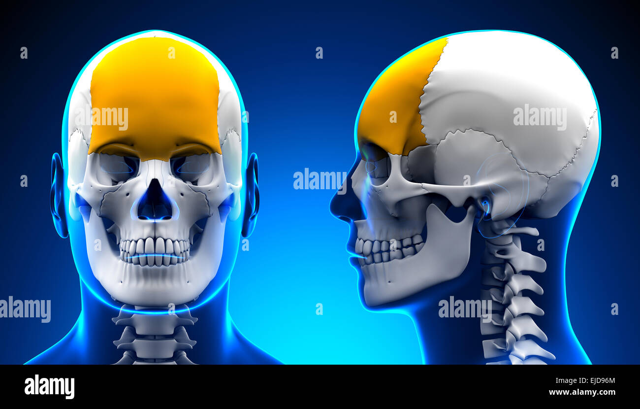 Maschi di osso frontale anatomico del cranio - Concetto di blu Foto Stock