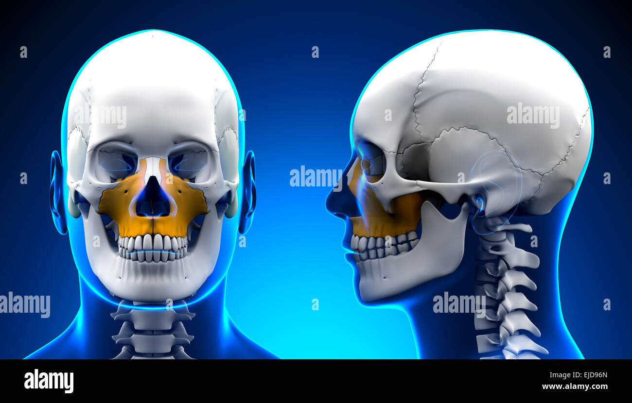 Maschi di osso mascellare anatomia del cranio - Concetto di blu Foto Stock