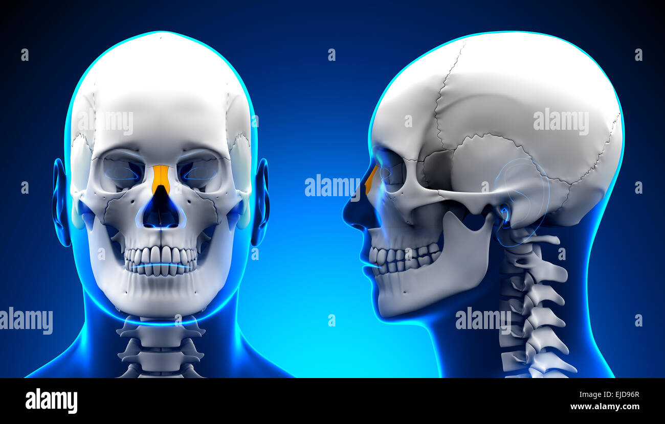 Maschi di osso nasale anatomico del cranio - Concetto di blu Foto Stock
