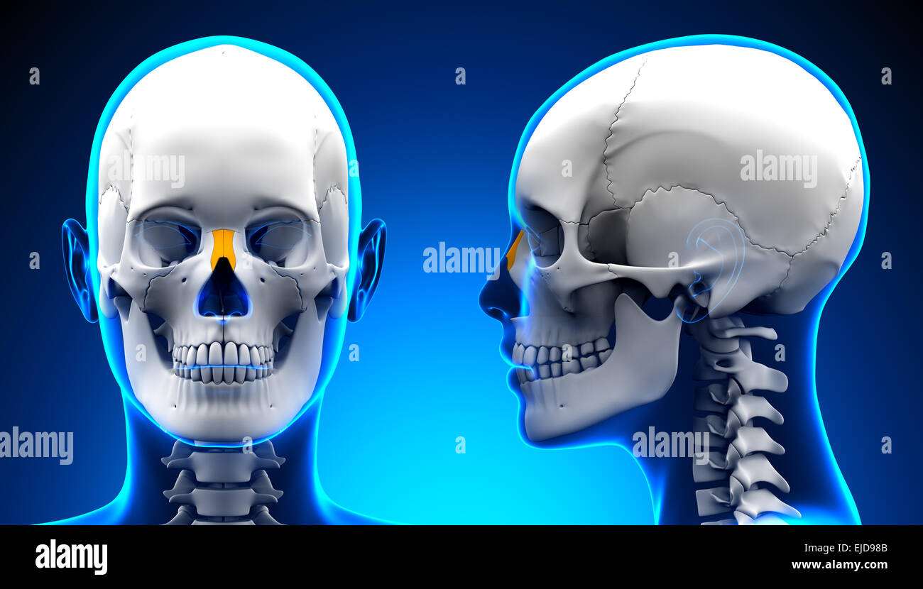 Femmina Osso nasale anatomico del cranio - Concetto di blu Foto Stock