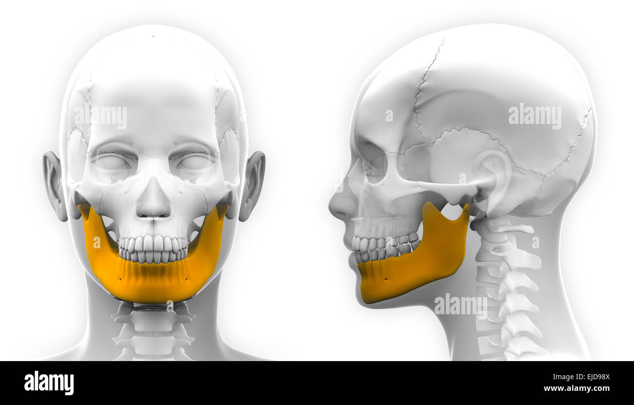 Mandibola femmina osso anatomia del cranio - isolato su bianco Foto Stock