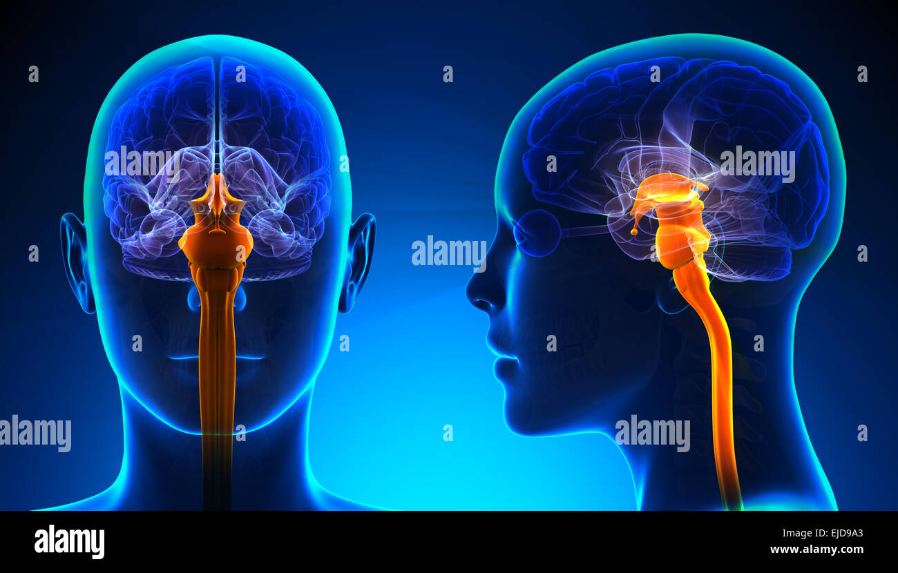 Femmina di midollo spinale anatomia cerebrale - Concetto di blu Foto Stock