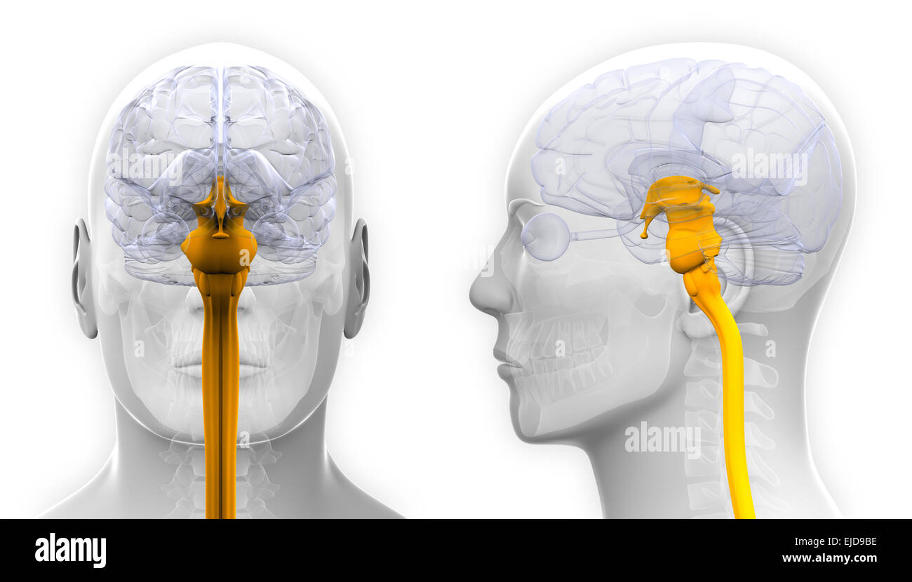 Maschio di midollo spinale anatomia cerebrale - isolato su bianco Foto Stock