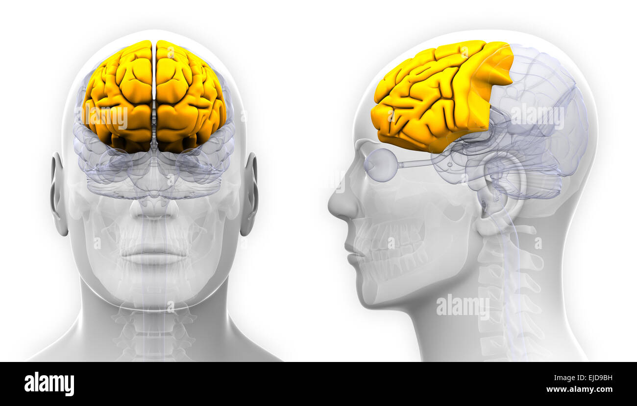 Maschio lobo frontale anatomia cerebrale - isolato su bianco Foto Stock
