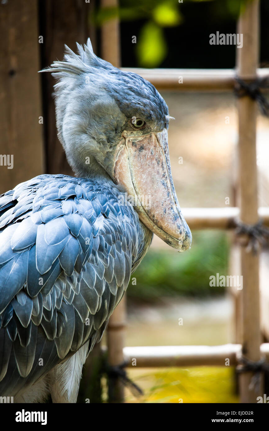 Shoebill, Abu Markub (Balaeniceps rex) Foto Stock