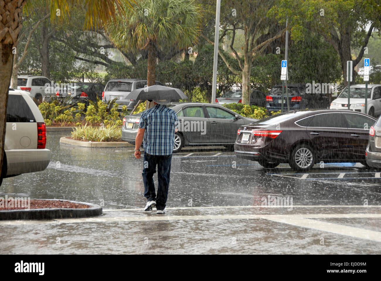 Uomo con ombrello a piedi sotto la pioggia, Fort Lauderdale, Florida, Stati Uniti d'America Foto Stock
