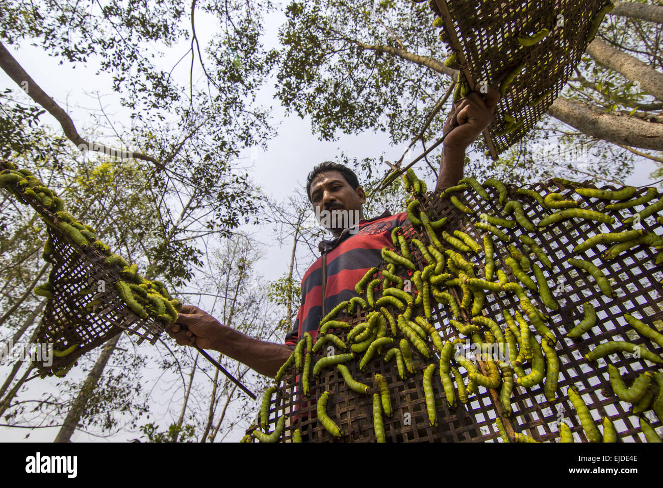 Sivasagar, Assam, India. 24 Mar, 2015. Un agricoltore prepara il suo Muga bachi da seta per essere rilasciato su un albero Som (Machilus Bombycina) nel villaggio Bakata Sivasagar nel distretto di nord-est Assam il 24 marzo 2015. Muga seta è il prodotto del baco da seta Antheraea assamensis endemica di Assam. Le larve di queste falene alimentazione sulla som (Machilus bombycina) foglie. La seta prodotta è noto per la sua lucida texture fine e la durata. Muga Sulkworm l'agricoltura è una delle più redditizie le imprese nell'indiano Assam Stato come il prodotto ha un alto valore di mercato. Muga, l unico giallo oro s Foto Stock