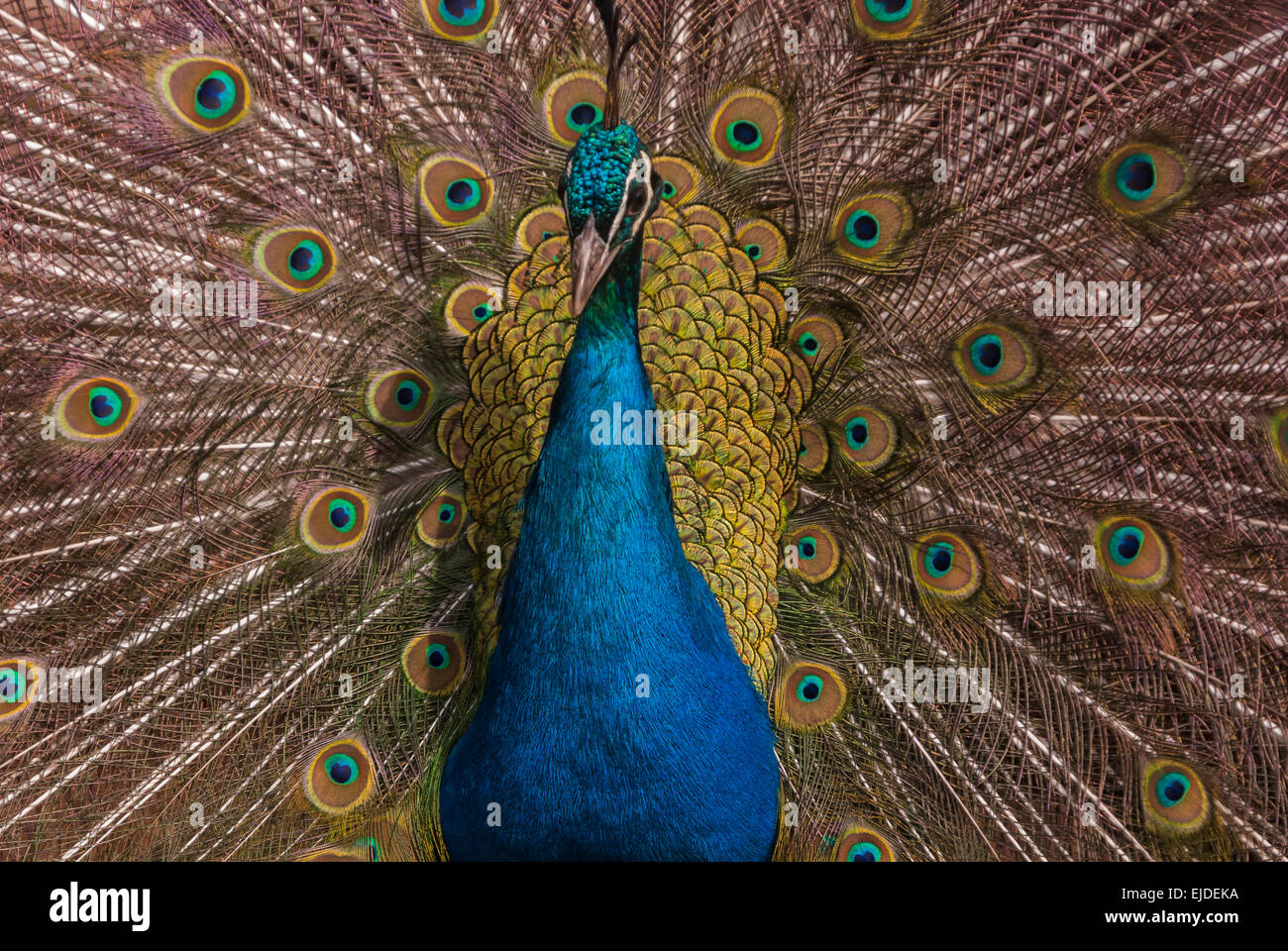 Una chiusura di un pavone, Pavo cristatus, visualizzando la sua coda di piume. Foto Stock