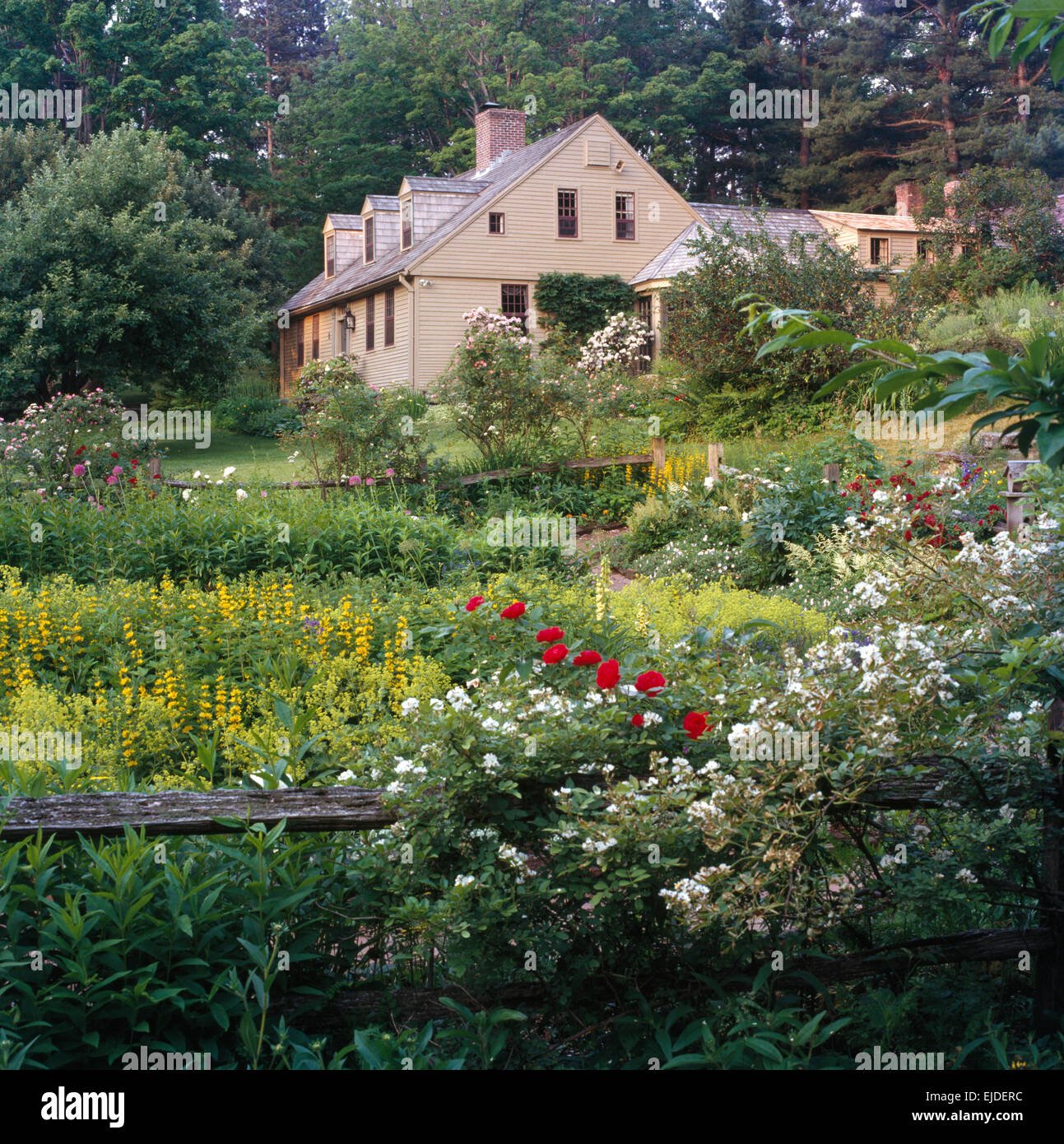 Rose bianche che cresce su legno rustico recinto nel paese grande giardino in estate con casa in background Foto Stock