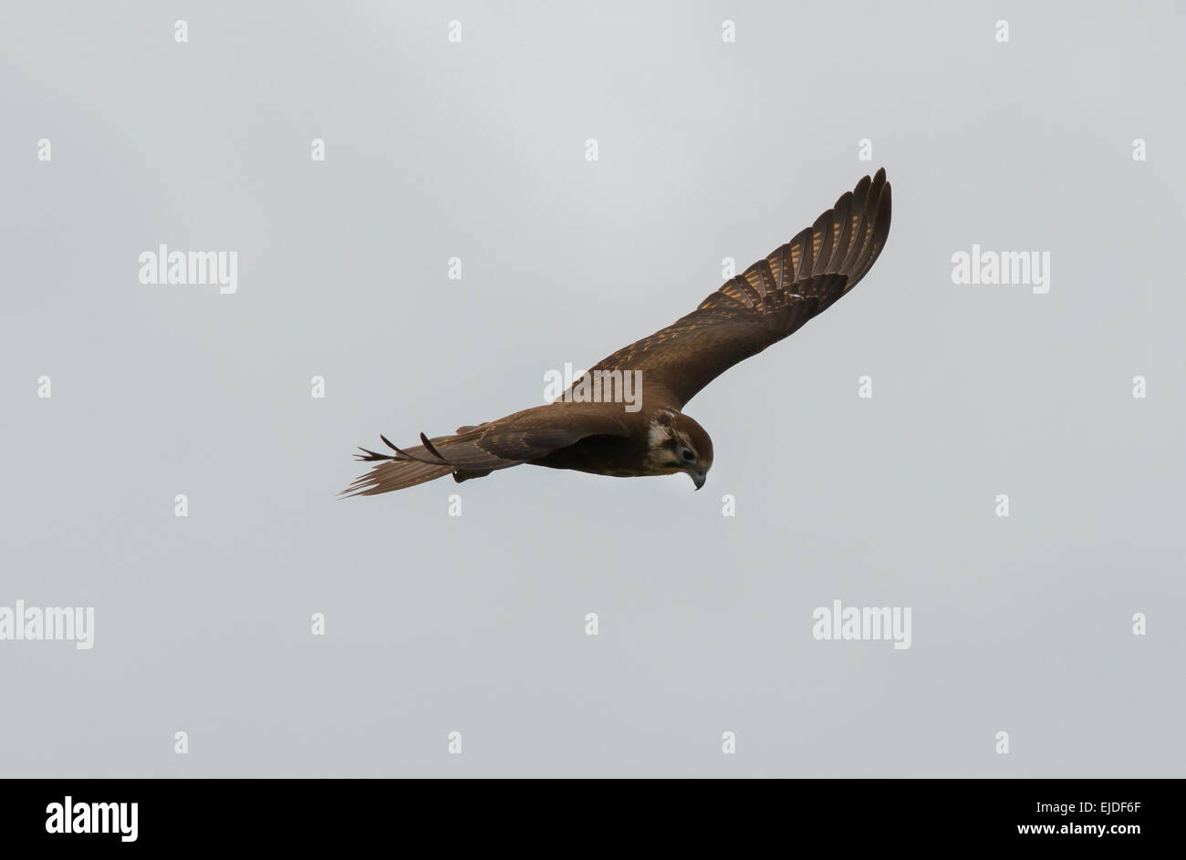 Falco marrone Foto Stock